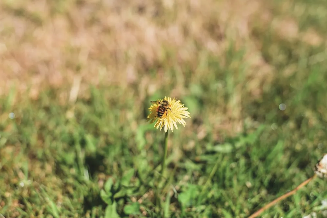 A Different Way to Manage the Weedy Backyard (Image Credits: Unsplash)