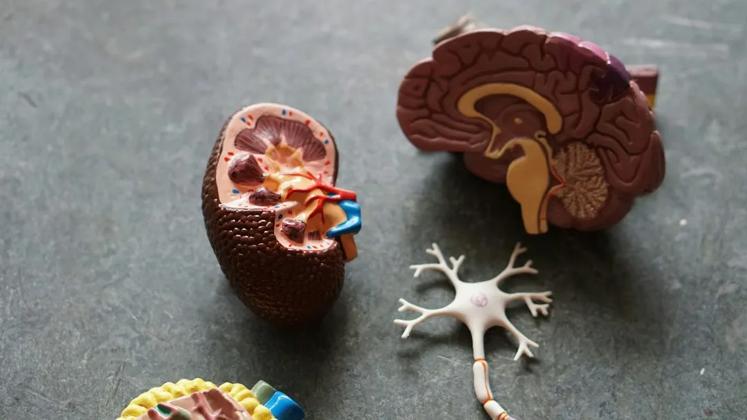Chronic Kidney Disease: The Most Common Culprit (Image Credits: Unsplash)