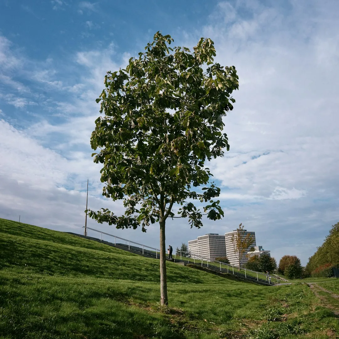 Silver Linden: A Fuller Canopy For Patios And Lawns (Image Credits: Unsplash)