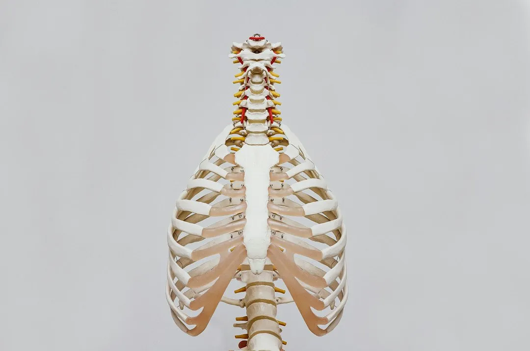 2. Bone Density Quietly Decreases (Image Credits: Unsplash)