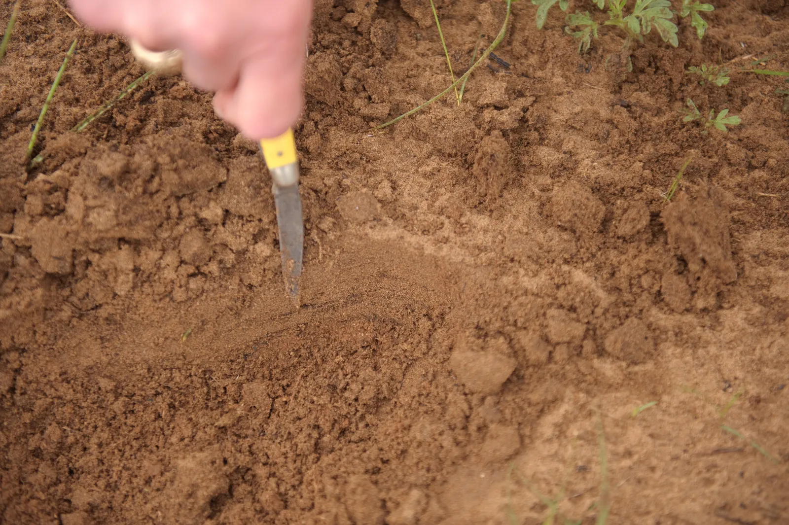 Ash Changes Soil Chemistry, Sometimes Dramatically (After a wildfire three weeks earlier, a thin layer of black ash is evident just below the soil surface. High winds deposited sand on top of the ash., Public domain)