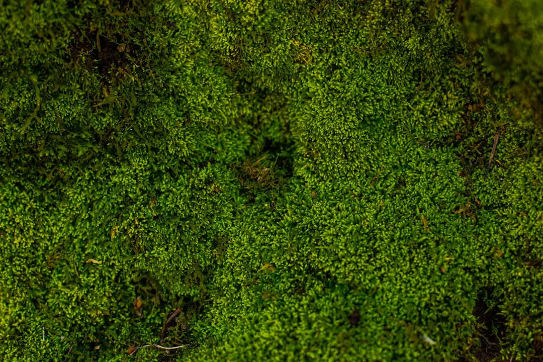 When Moss Might Be Worth Keeping (Image Credits: Unsplash)