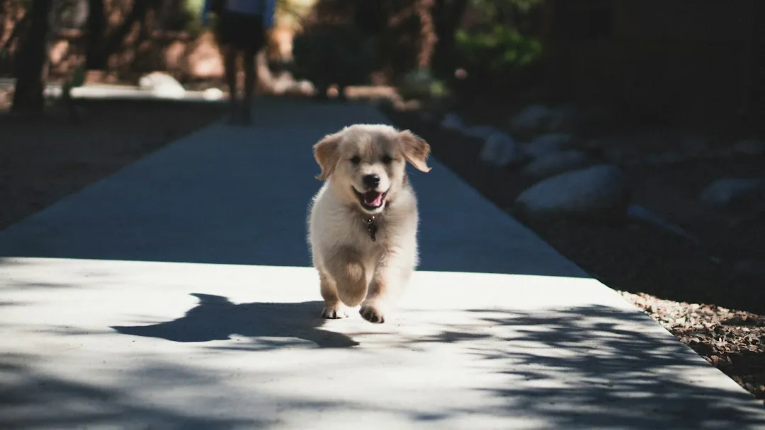 What Scooting Actually Is - and Why Dogs Do It (Image Credits: Unsplash)