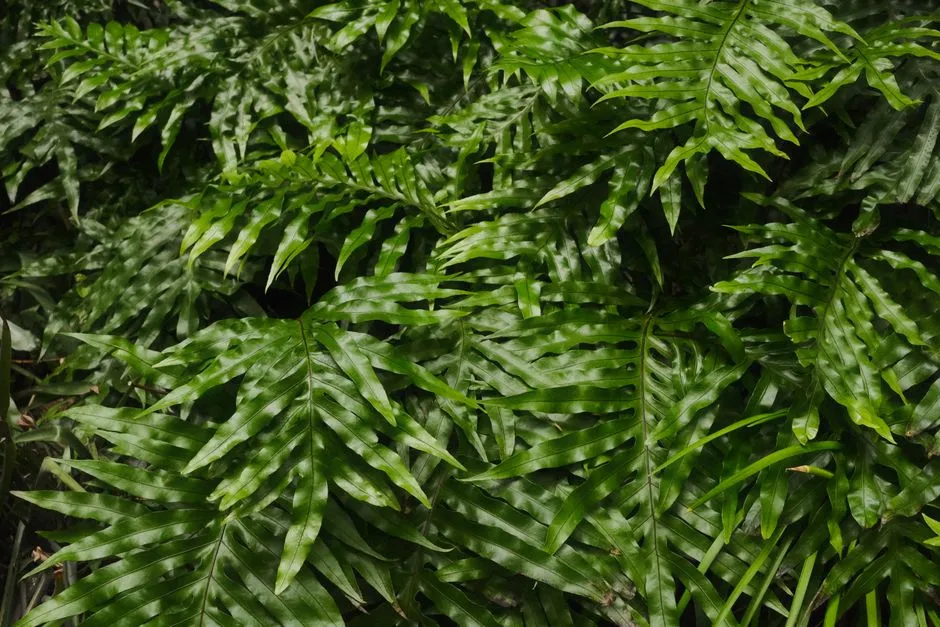 Fern Pine For Clean Vertical Screening (Image Credits: Pexels)