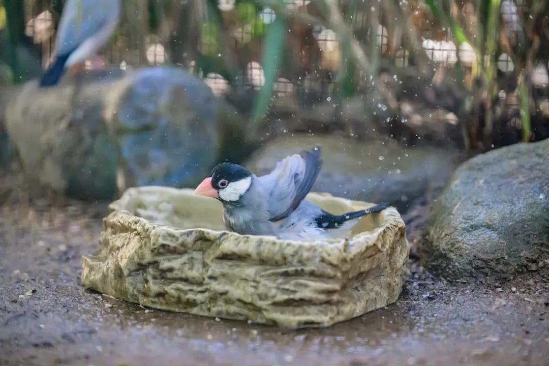 Keeping the Water Safe for Birds After Repair (Image Credits: Unsplash)