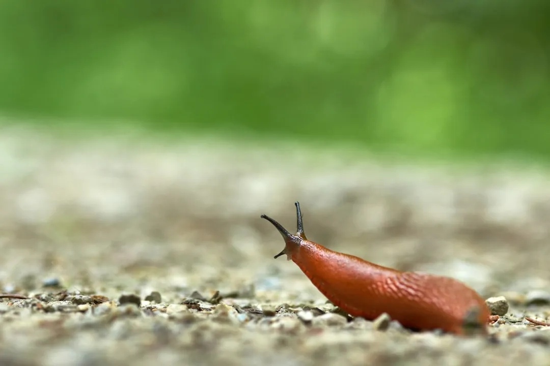 The Slug Problem Is Getting Worse, Not Better (Image Credits: Unsplash)