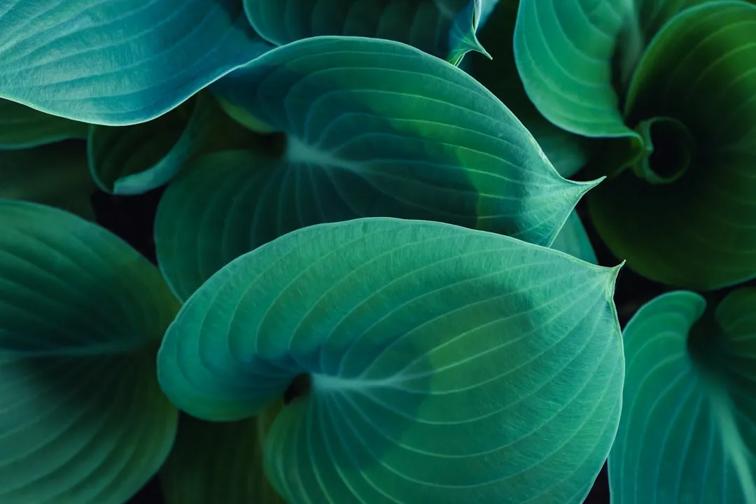 Hosta (Image Credits: Unsplash)