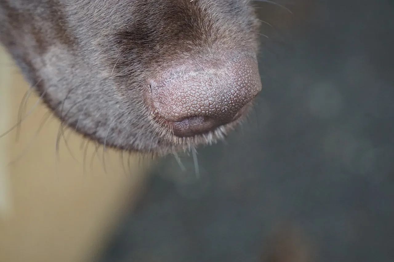 A Nose Built for Something Entirely Different (Image Credits: Pixabay)