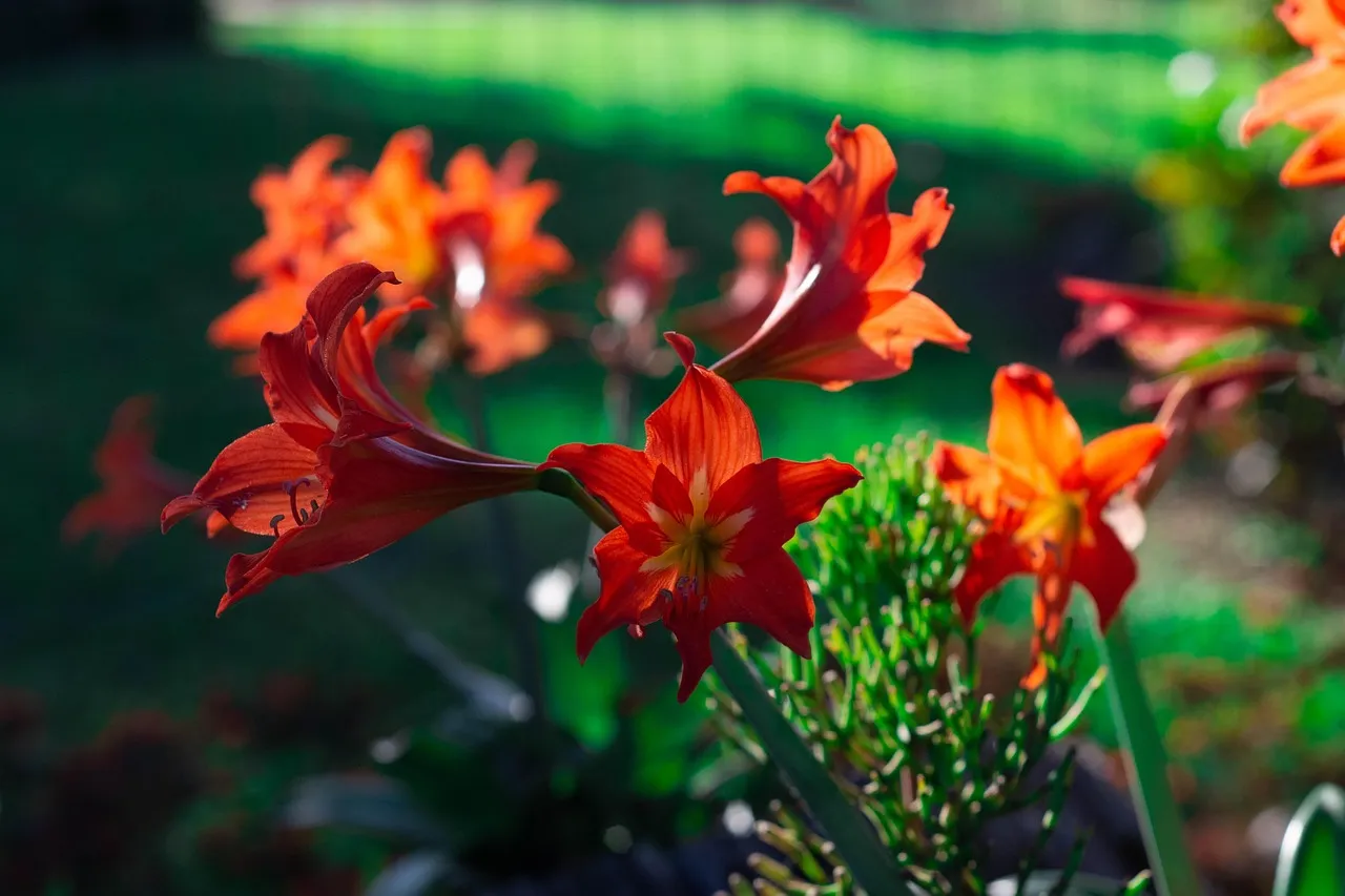 Insufficient Light During the Growing Season (Image Credits: Pixabay)