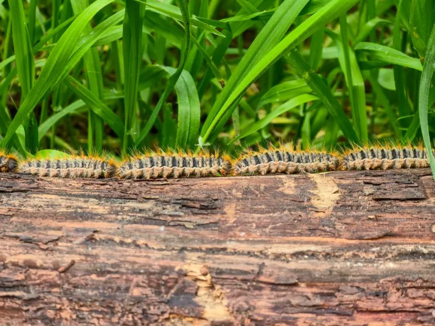 The Damage They Leave Behind (Image Credits: Pexels)