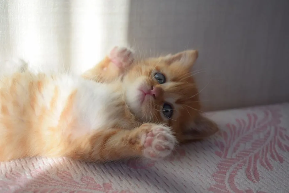 There's a Hidden Cry Embedded in the "Feed Me" Purr (Image Credits: Pexels)