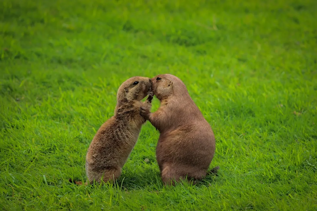 Where to Release a Relocated Groundhog (Image Credits: Unsplash)