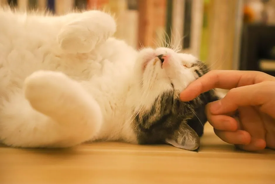 The Purr Vibrates at Frequencies Linked to Healing (Image Credits: Pexels)