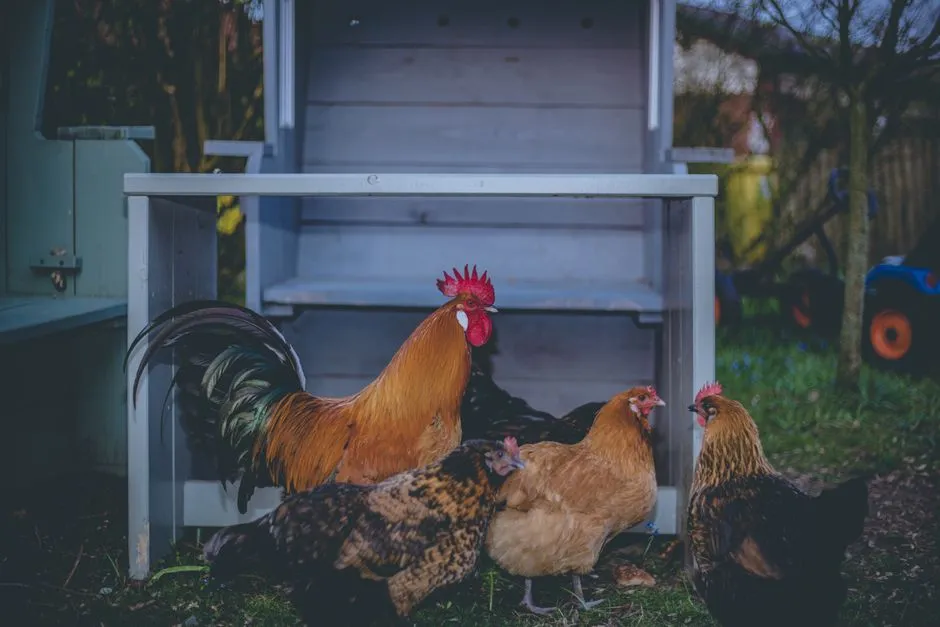 Smart Technology Is Moving Into the Coop (Image Credits: Pexels)