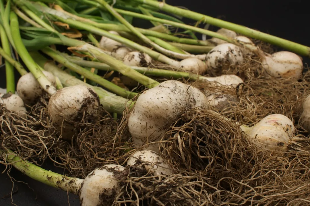 6. Garlic (Allium sativum) - The Broad-Spectrum Repeller (Image Credits: Unsplash)