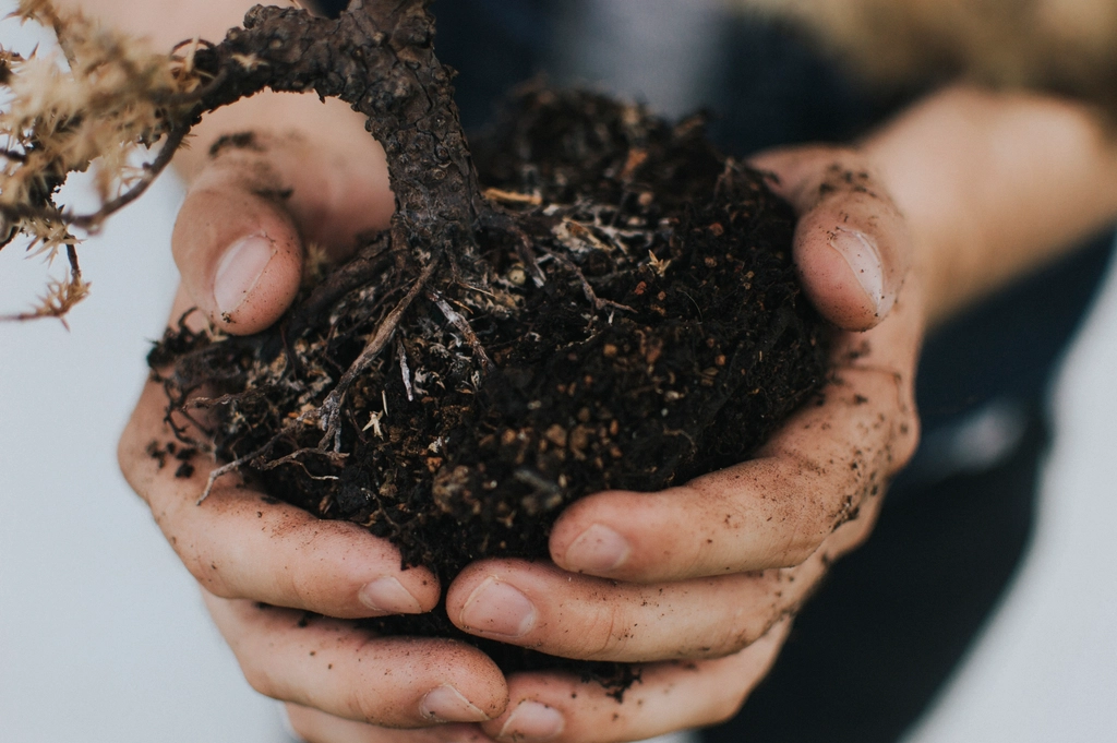 Silica as a Plant Strengthener (Image Credits: Rawpixel)
