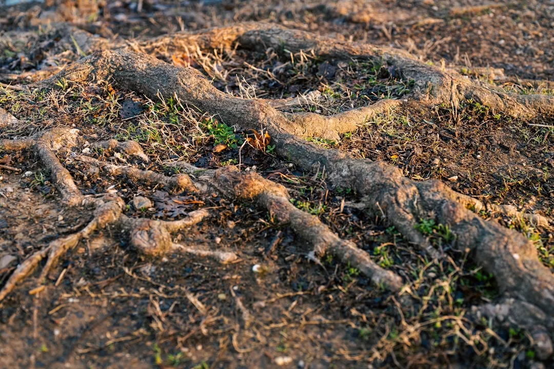 Other Common Backyard Offenders (Image Credits: Unsplash)