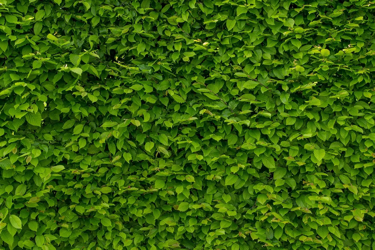 10. Hornbeam - The Deciduous Option That Keeps Its Leaves (Image Credits: Pixabay)