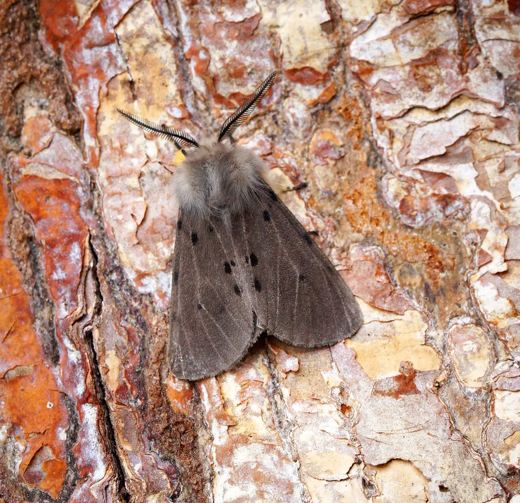 The Winter Moths: Nature's Cold-Weather Couriers (Bennyboymothman, Flickr, CC BY 2.0)