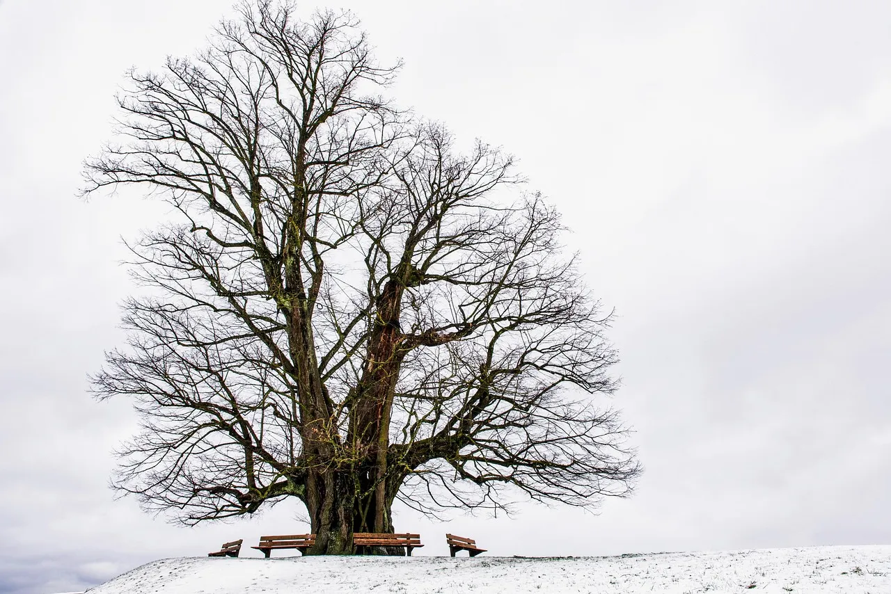 Which Trees Are Most Vulnerable (Image Credits: Pixabay)