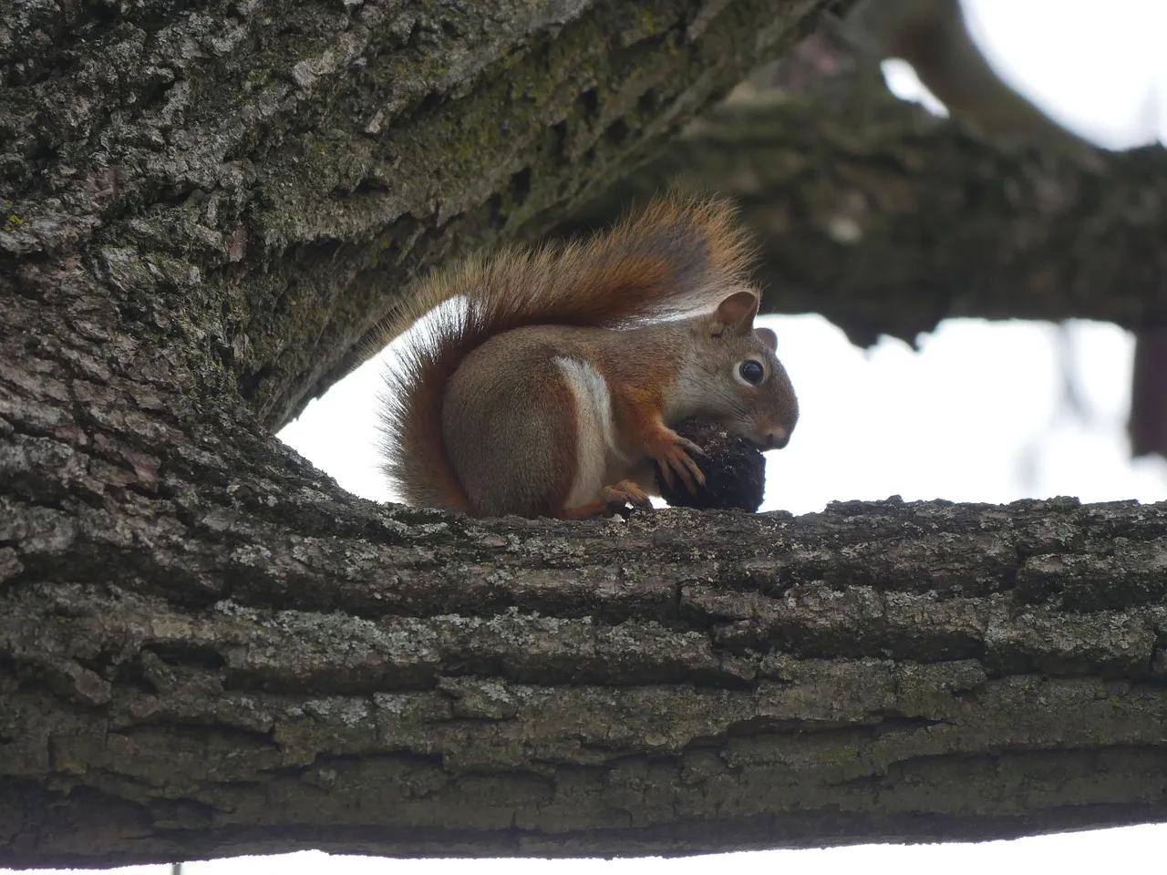 Squirrels Are Not Nearly as Forgetful as We Think (Image Credits: Pixabay)