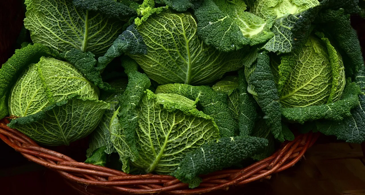Spinach-Like Greens: Cabbage, Collards, and Asian Varieties (Image Credits: Pixabay)