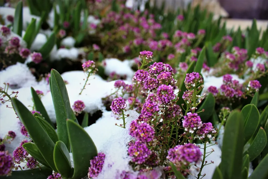 Which Perennials Depend Most on Snow Cover (Image Credits: Unsplash)
