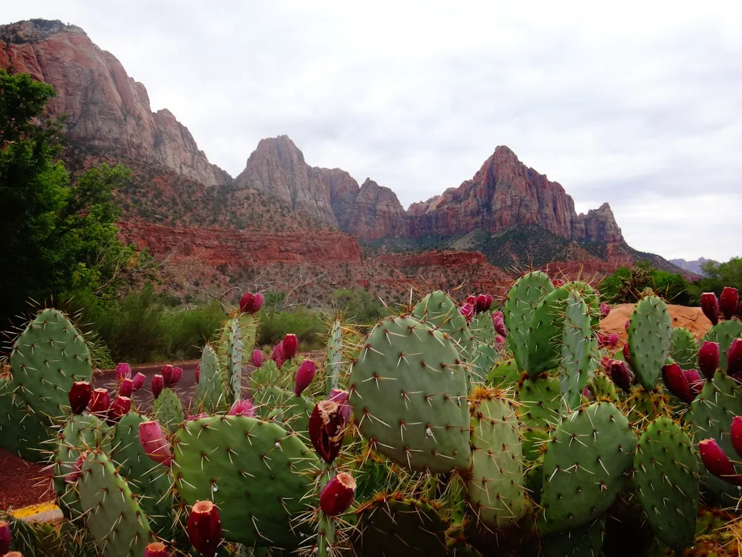 Flowering Cactus: The Resilient Optimist (Image Credits: Unsplash)