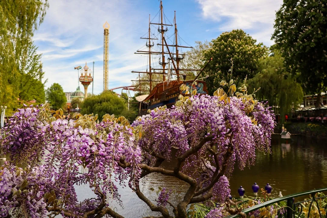 Wisteria: Beautiful, Beloved, and Dangerous (Image Credits: Unsplash)