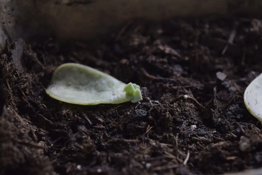 Propagation: Getting More Plants for Free (Image Credits: Unsplash)