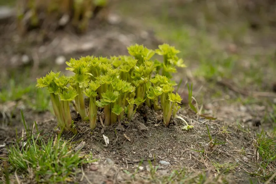 Celery - New Growth From the Base (Image Credits: Pexels)