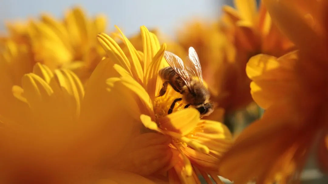 Flowers Offer Genuine Warmth and Shelter (Image Credits: Unsplash)