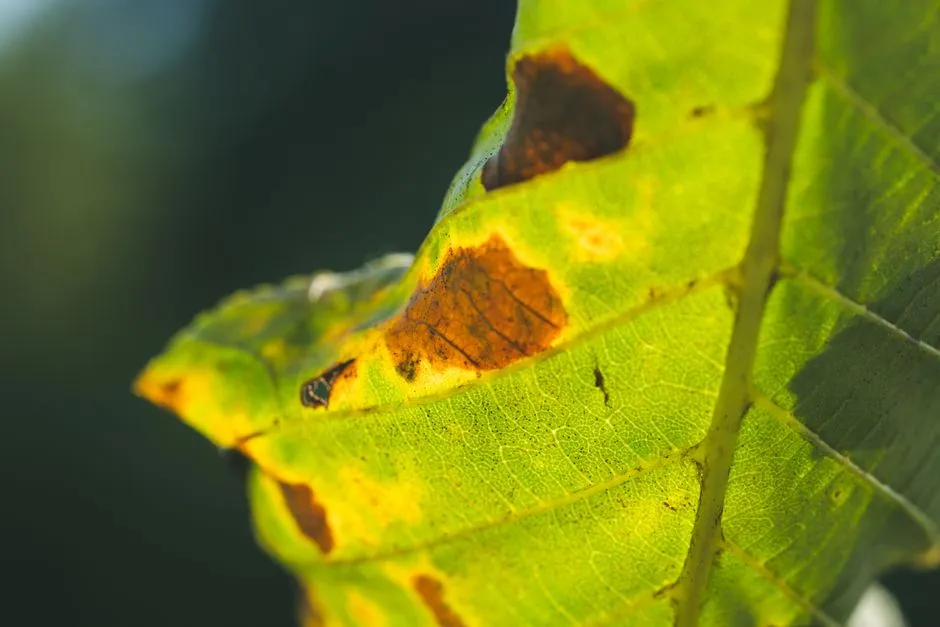 When Fungal Disease Is Behind Early Leaf Drop (Image Credits: Pexels)