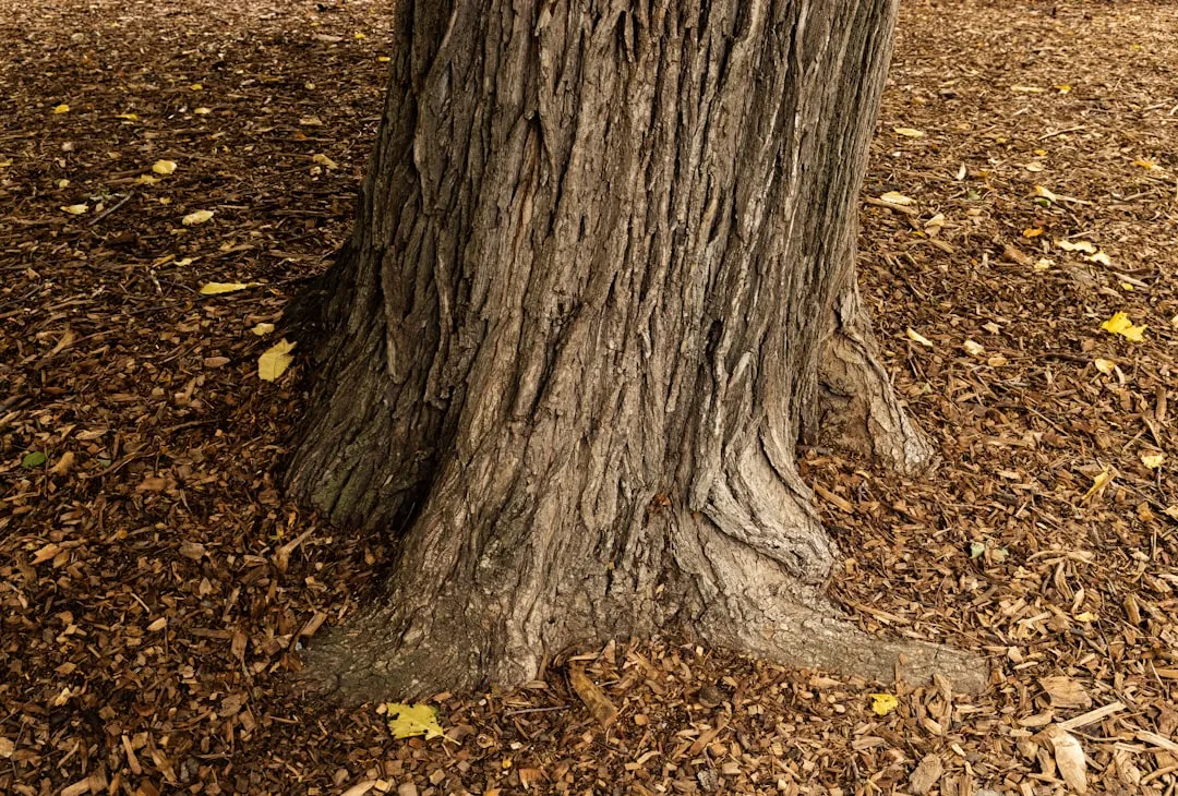 #2: You're Killing the Inner Bark (Image Credits: Unsplash)