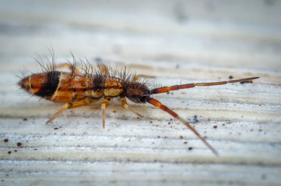 7. Springtails: The Jumping Specks You Can't Quite See (Image Credits: Pexels)