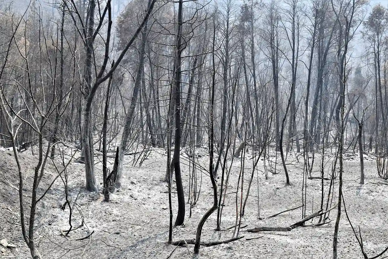 A Future With More Fire Means More Airborne Fertilization (Image Credits: Rawpixel)