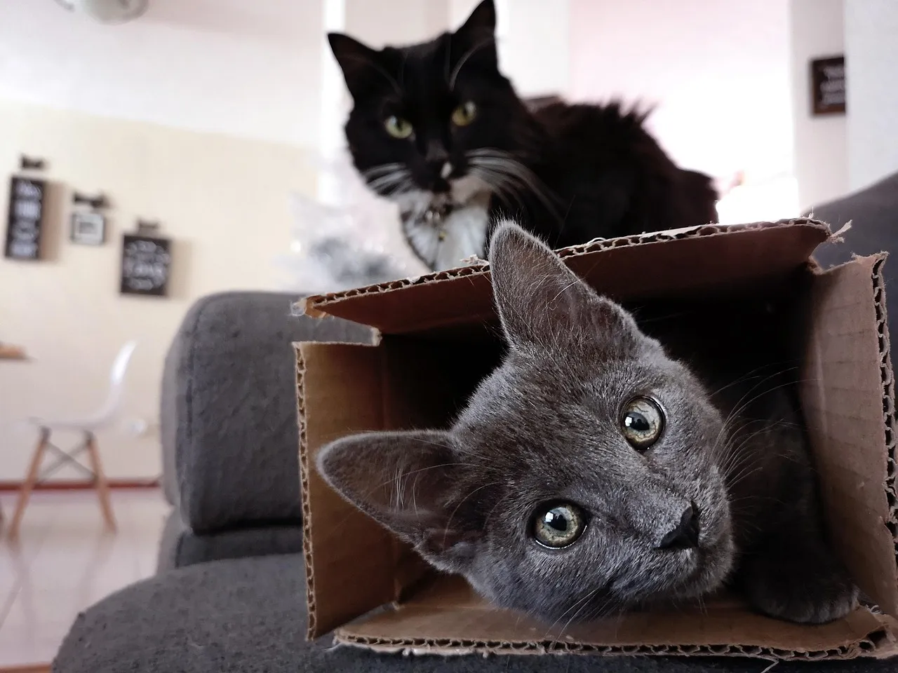 Novelty Pulls Cats In Every Time (Image Credits: Pixabay)