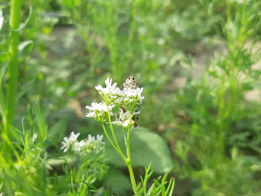 Build the Bigger Picture: Connecting Moth Habitat to the Food Web (Image Credits: Unsplash)