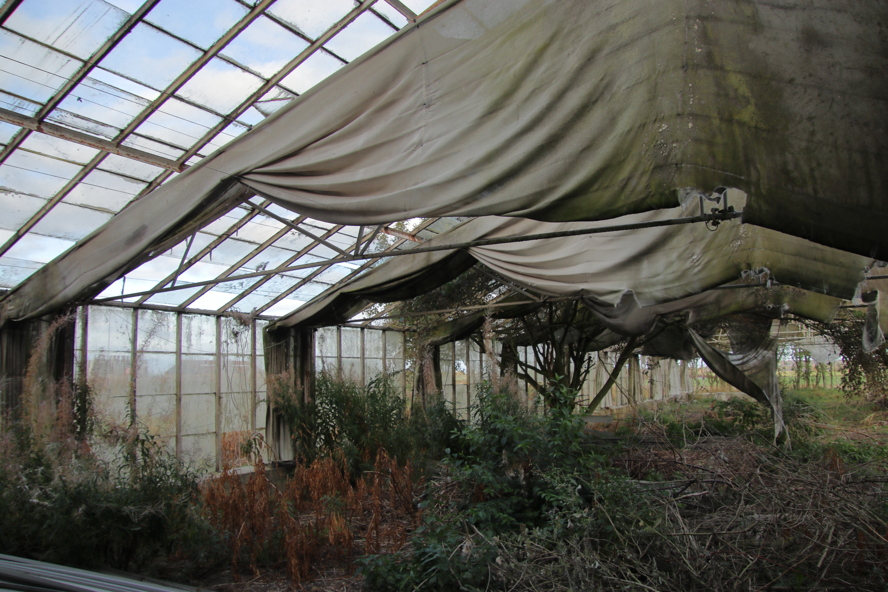 Homeowner Discovers Massive, Forgotten Underground Greenhouse Beneath Overgrown Backyard