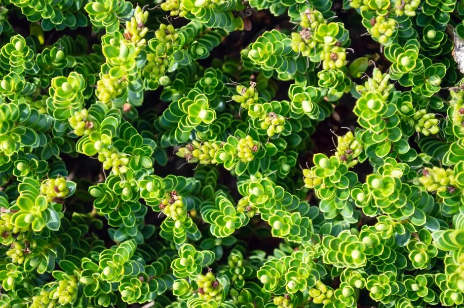 Building Your Year-Round Garden: Where to Start (Image Credits: Pexels)