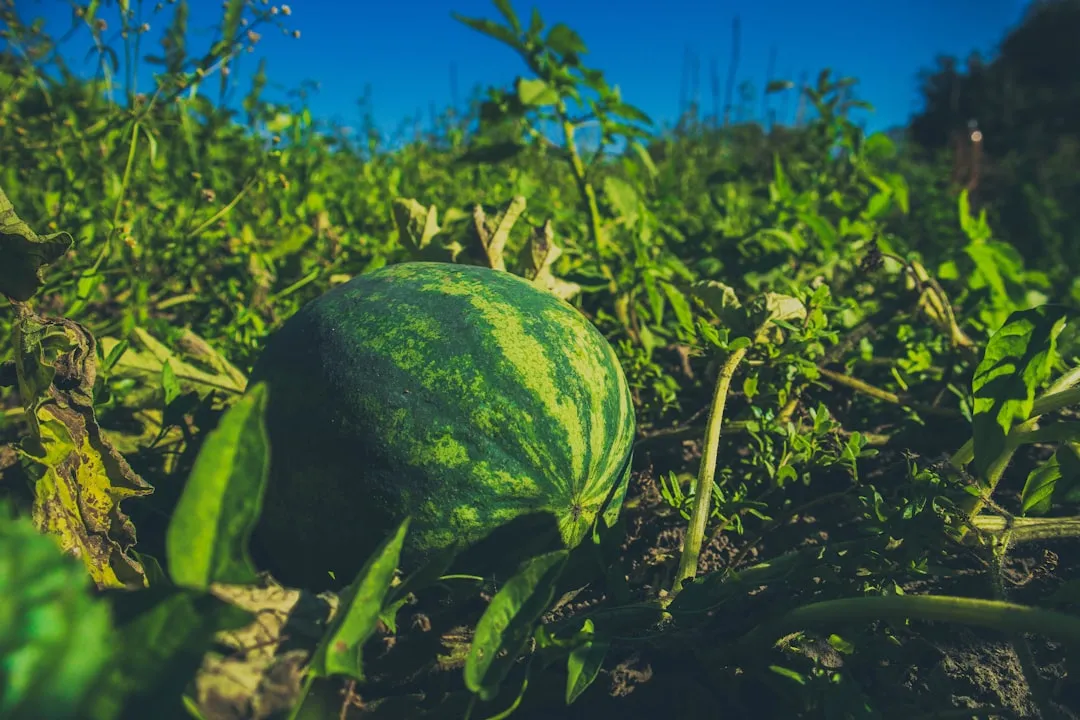 10. Track Days to Maturity and Know Your Variety (Image Credits: Unsplash)