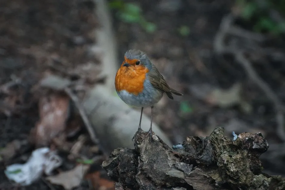They've Moved Into the Woods (Image Credits: Pexels)