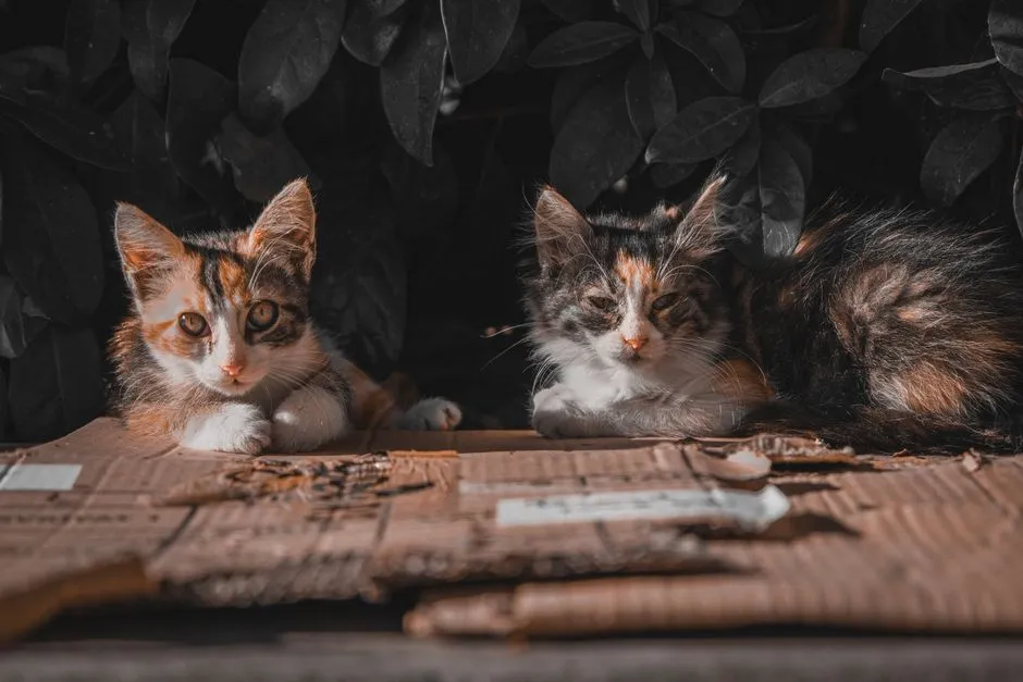 The Takeaway (Image Credits: Pexels)