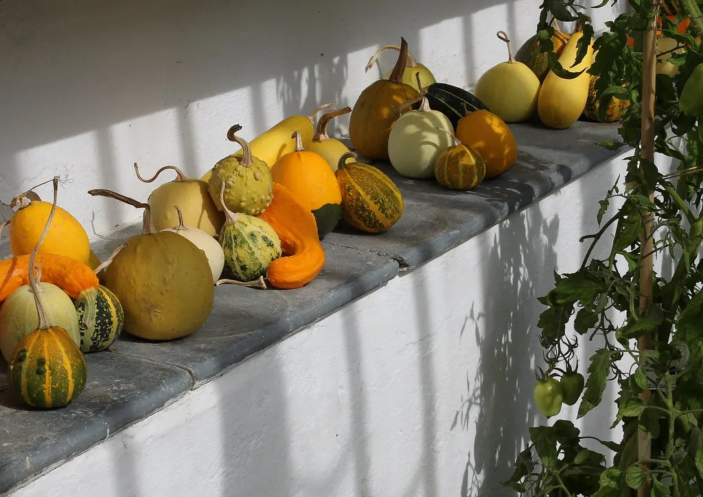 Matching the Right Vegetables to Your Actual Light Conditions (umbrellahead56, Flickr, CC BY 2.0)
