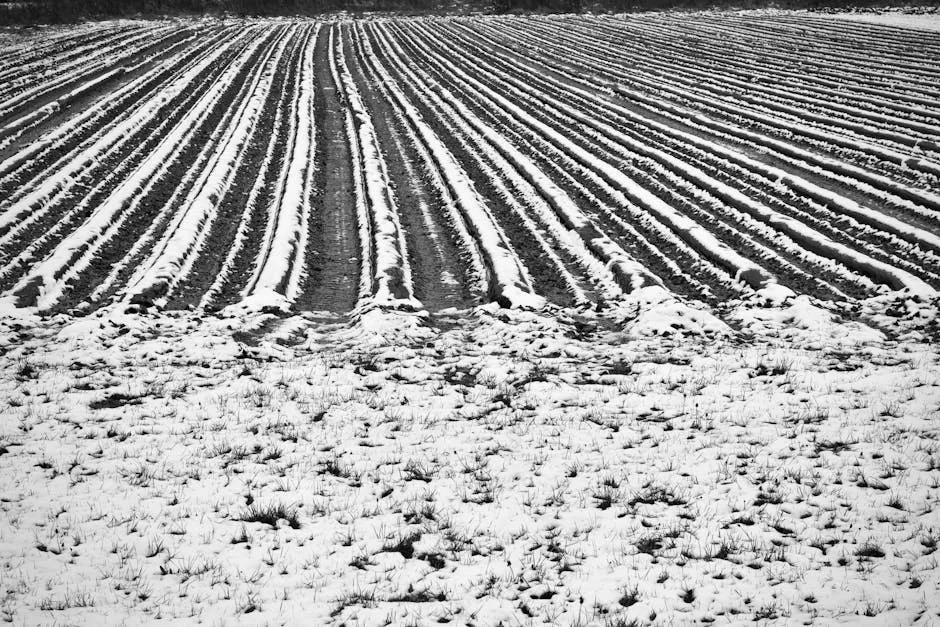 The Role of Snow in Protecting Soil Biology (Image Credits: Pexels)
