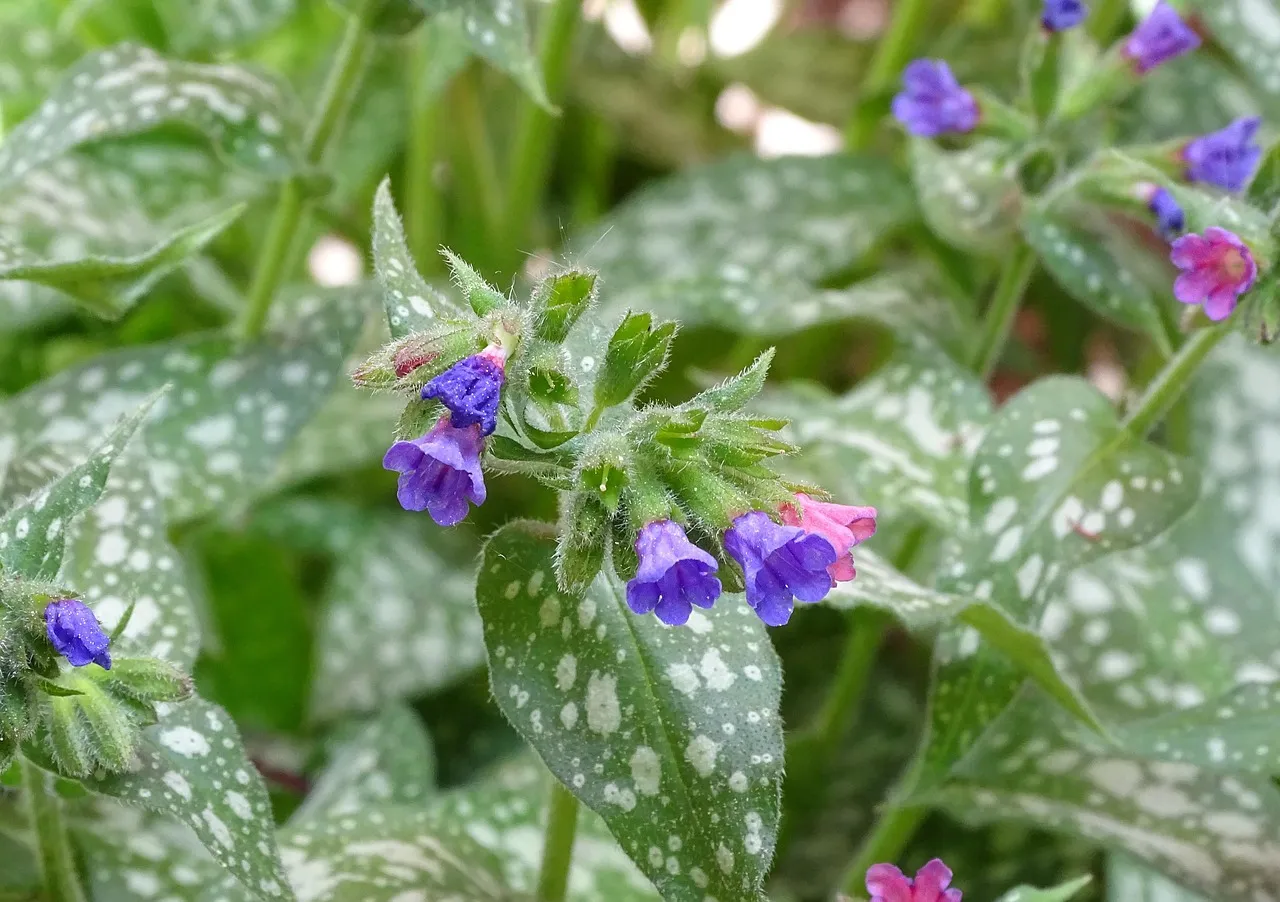 Shade Herb Growing Tips That Actually Make a Difference (Image Credits: Pixabay)