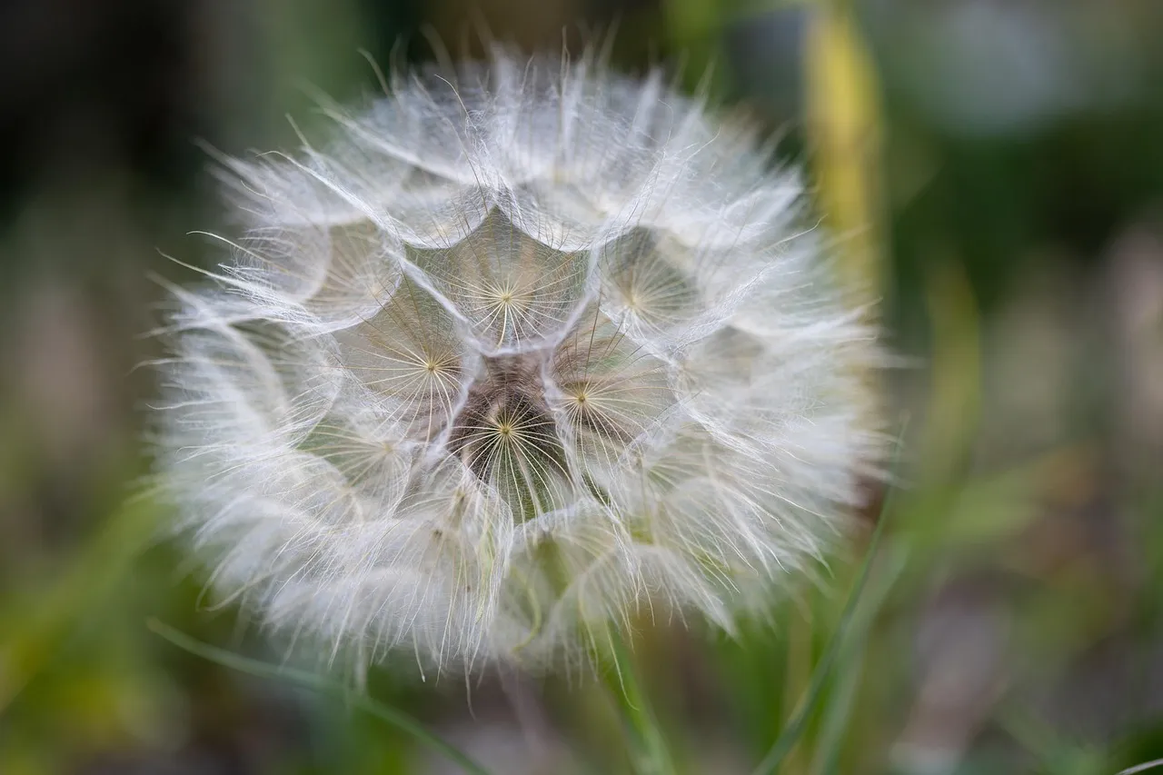 The Quiet Reassessment of What Belongs in a Garden (Image Credits: Pixabay)