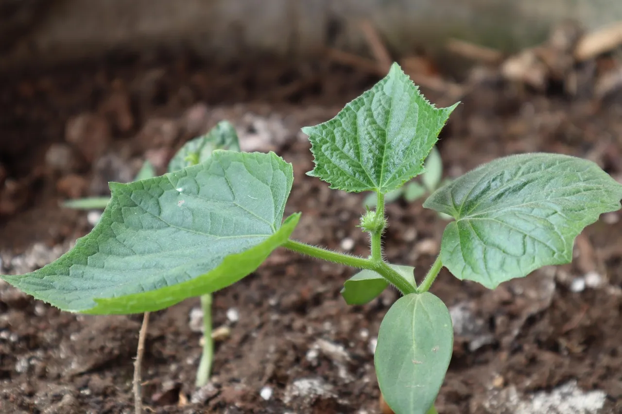 The Long-Term Payoff Of Planting Smart (Image Credits: Pixabay)