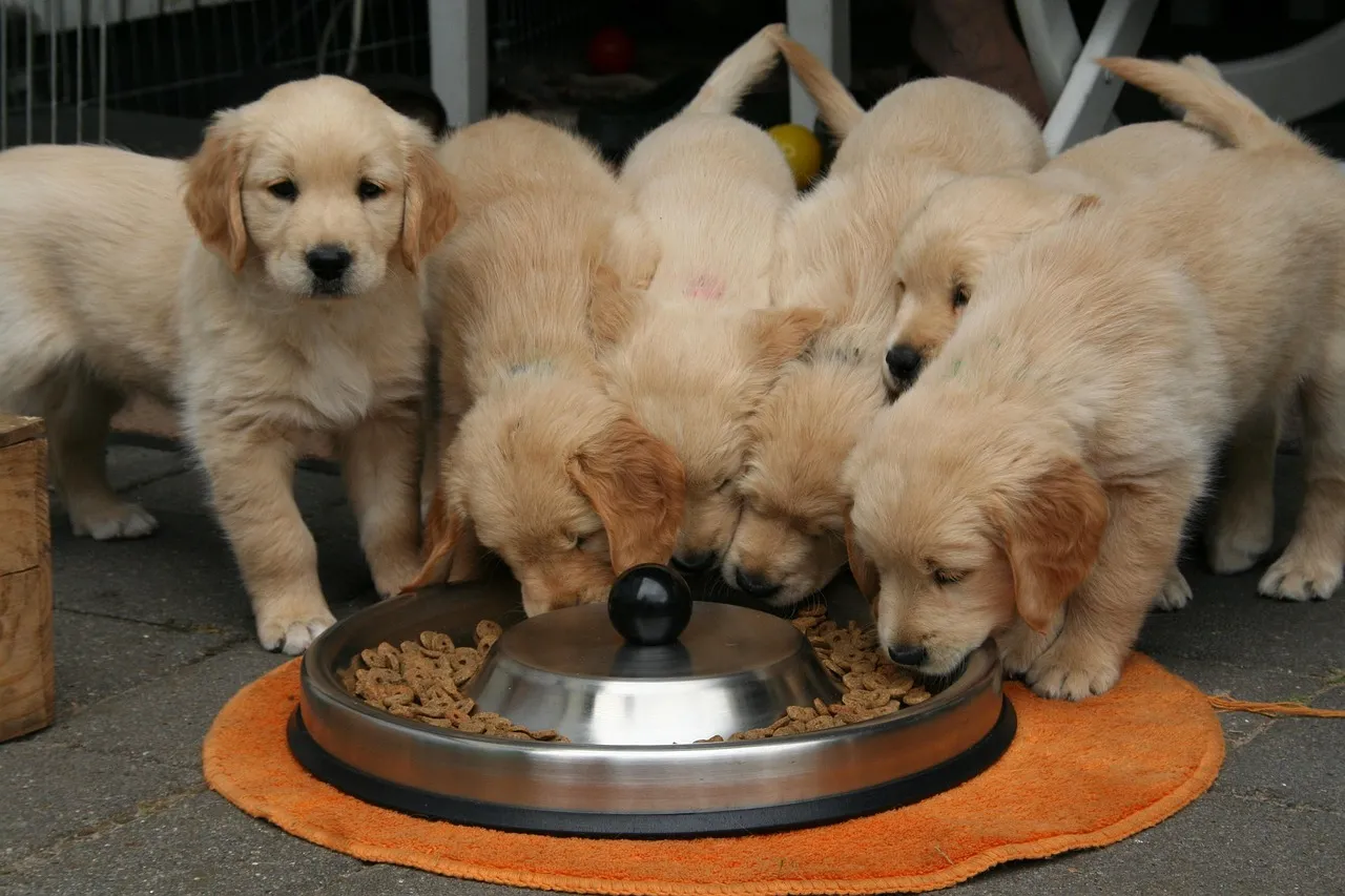 Emotional Eating Is Real in Dogs, Too (Image Credits: Pixabay)