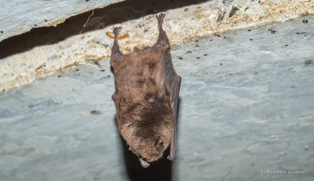Guano Accumulates at the Base or Around the Opening (darkday., Flickr, CC BY 2.0)